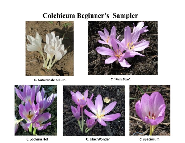 Colchicum Beginner's Sampler offered for sale by David Burdick